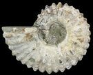 Bumpy Douvilleiceras Ammonite - Madagascar #53315-1